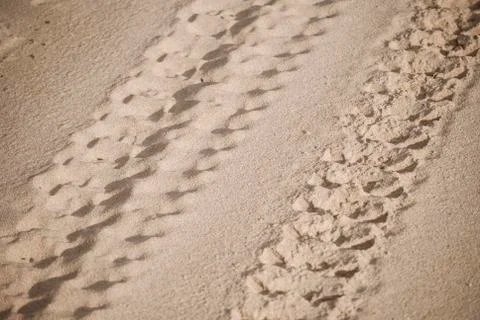 Close-up of engine tyre trace track on a sandy beach on a sandy beach of, i.. Stock Photos