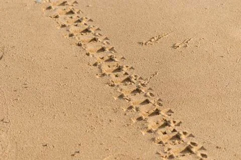 Close-up of engine tyre trace track on a sandy beach on a sandy beach of, i.. Stock Photos