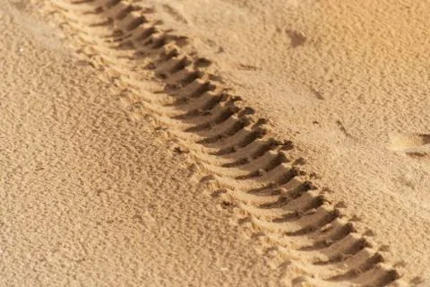 Close-up of engine tyre trace track on a sandy beach on a sandy beach of, i.. Stock Photos