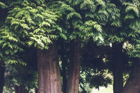 Close up of an English tree in the forest. Stock Photos