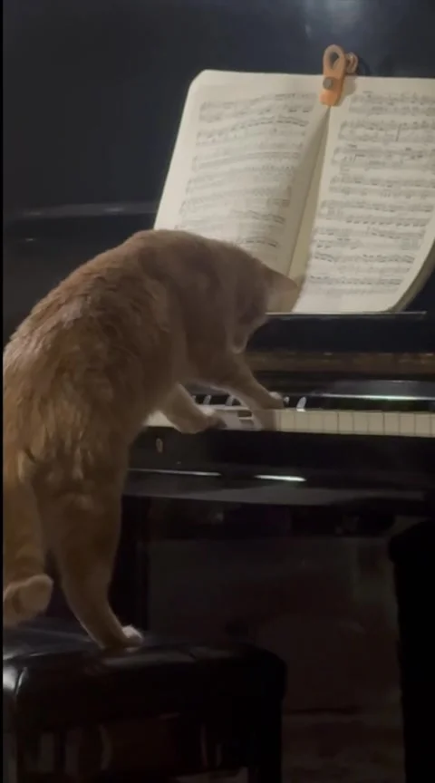 Close enough, Welcome Back Beethoven, New York, USA - 05 Aug 2026 Stock Footage 342181412