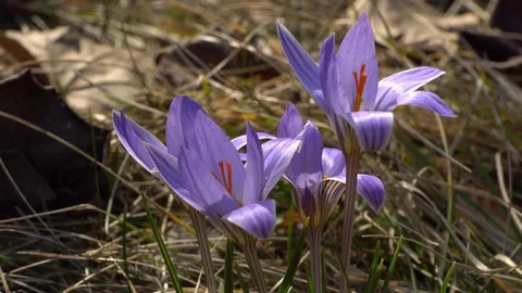 Close-up of ephemeral early spring young flower of Crocus sativus Stock Footage 126641493