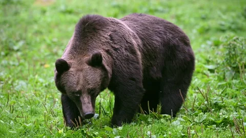 Close-up of a Erasian brown bear at a forest clearing Stock Footage 161950344