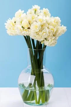 Close up of erlicheer daffodils Stock Photos