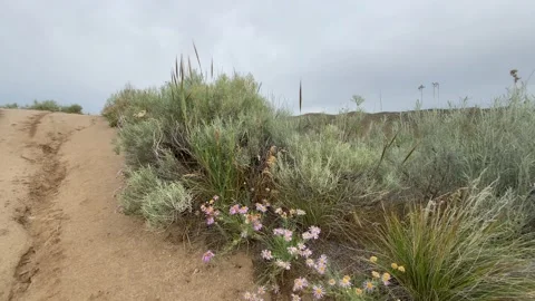 Close-up of eroded dirt trail in Boise, Idaho foothills Vídeos de archivo 132286110