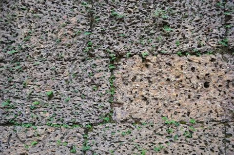Close-up of an eroded rock wall covered in vines. Stock Photos