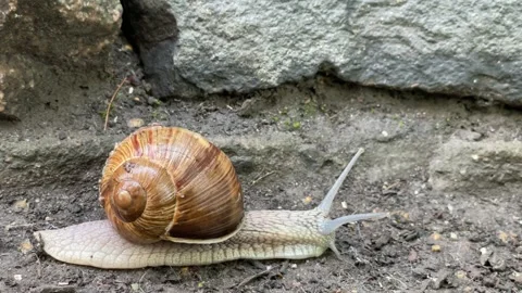 Close-up of escargot snail crawling on the ground. Stock Footage 278009033