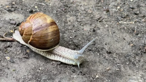 Close-up of escargot snail crawling on the ground. Stock Footage 281678459
