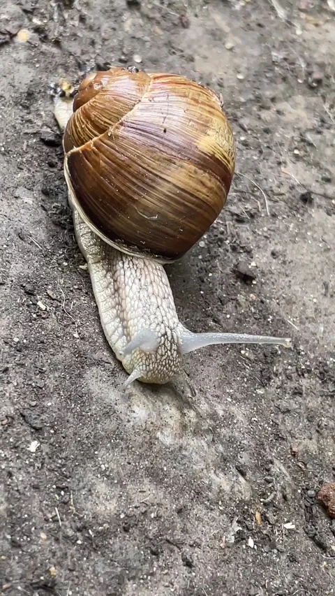 Close-up of the escargot snail crawling on the ground. Stock Footage 282053753