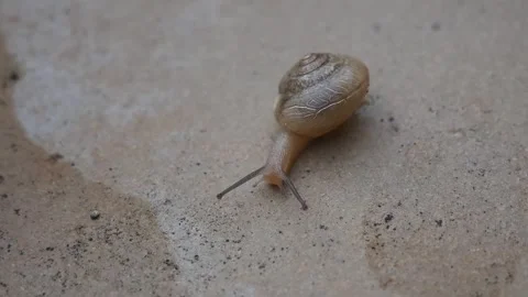 Close up an Escargot Snail crawling on the stone pavement, always keep movi.. Stock Footage 311327799