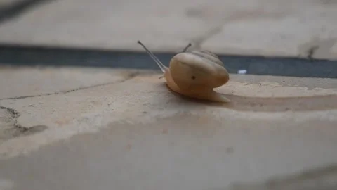 Close up an Escargot Snail crawling on the stone pavement, always keep movi.. Stock Footage 311327866