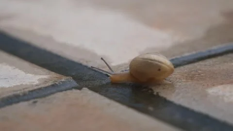 Close up an Escargot Snail crawling on the stone pavement, always keep movi.. Stock Footage 311327868