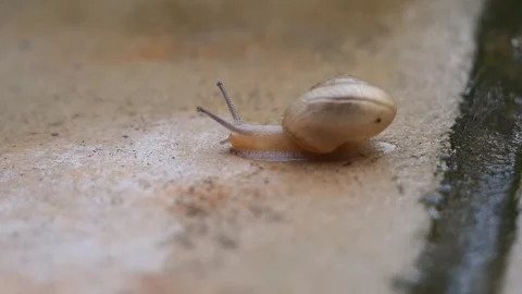 Close up an Escargot Snail crawling on the stone pavement, always keep movi.. Stock Footage 311327869