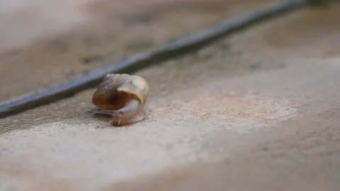 Close up an Escargot Snail crawling on the stone pavement, always keep movi.. Stock Footage 311327886