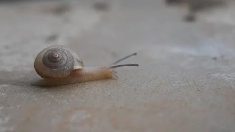 Close up an Escargot Snail crawling on the stone pavement, always keep movi.. Stock Footage 311327930