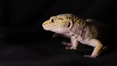 Close-up of an eublephar on a black background Stock Footage 304251760