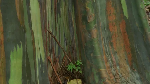 Close-up of Eucalyptus bark on tree in Hawaii Stock Footage 101610282