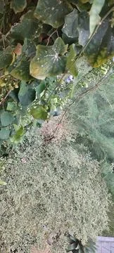 Close-up of eucalyptus branches and leaves. Stock Photos