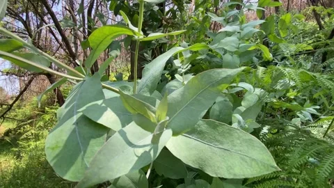 Close-up of eucalyptus leaves in forest environment Stock Footage 310894198