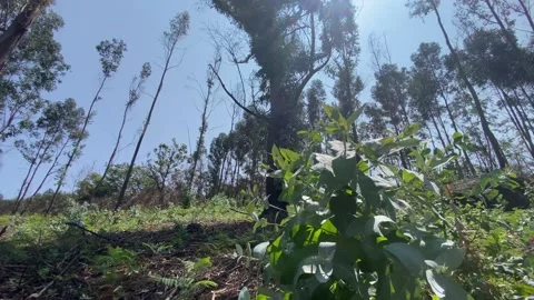 Close-up of eucalyptus tree with forest and blue sky in background 動画素材 310932231