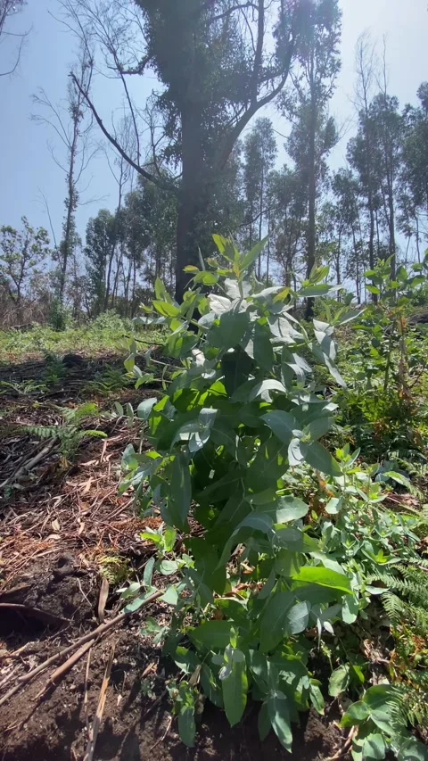 Close-up of eucalyptus tree with forest backdrop and blue sky 🌿🌳 Stock Footage 310915283