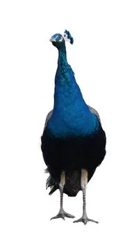 Close up Eucalyptus tree leaves Stock Photos