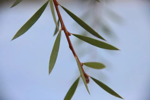 Close up Eucalyptus tree leaves Stock Photos
