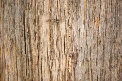 Close up Eucalyptus tree texture rainforest Tasmania Stock-Fotos