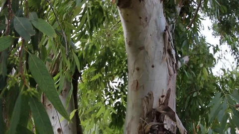 Close-Up of Eucalyptus Tree Trunk and Leaves Moving in Wind, Italy Stock Footage 345365378