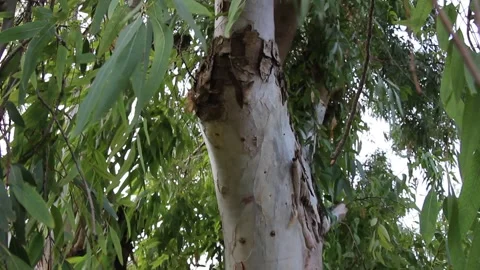 Close-Up of Eucalyptus Tree Trunk and Leaves Moving in Wind, Italy Stock Footage 345365393