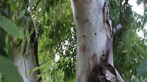 Close-Up of Eucalyptus Tree Trunk and Leaves Moving in Wind, Italy Stock Footage 345365400