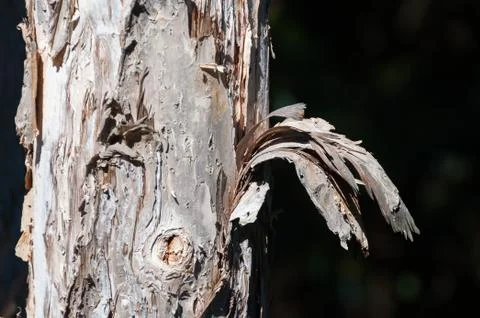 Close up of eucalyptus trunk with peeling layers of bark Stock Photos