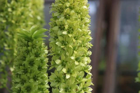 Close up of eucomis or pineapple plant showing bloom detail Stock Photos