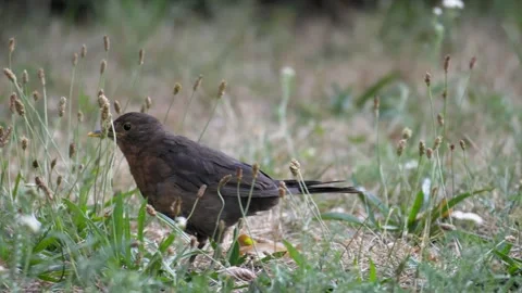 Close Up Eurasian Blackbird Hopping Through Short Grass 库存影片 342135039