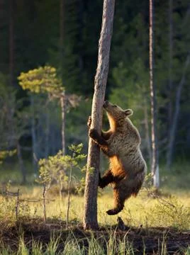 Close up of Eurasian brown bear climbing tree Stock Photos