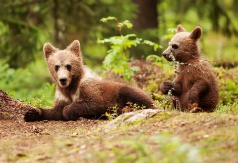 Close up of Eurasian brown bear cubs playing in the forest Stock Photos