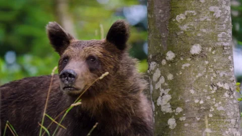 Close Up of Eurasian Brown Bear Stock Footage 342049195