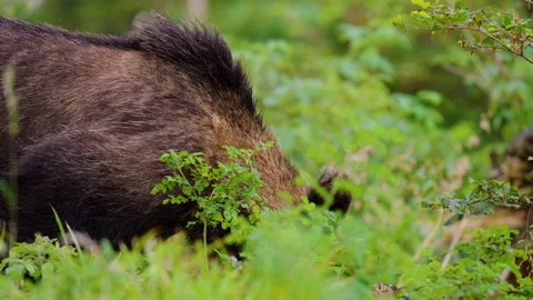 Close Up Eurasian Brown Bear Stock Footage 342049647