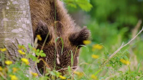 Close Up Eurasian Brown Bear In Forest - Gorski Kotar - Croatia Stock Footage 341663398