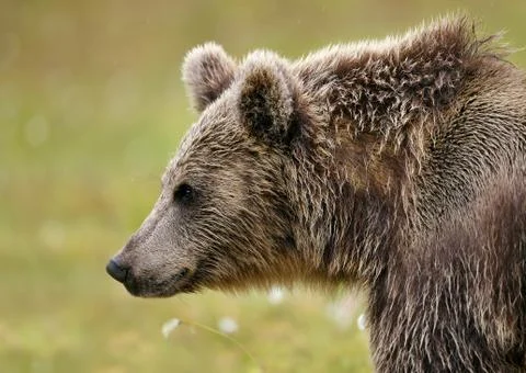 Close up Eurasian brown bear Stock Photos
