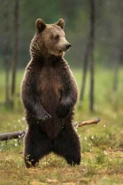 Close up of Eurasian brown bear standing on hind legs Stock Photos