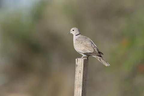 Close-up of an Eurasian collared dove on a perch Stock Photos