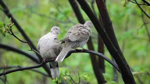 Close up of Eurasian collared dove pigeons cleaning their feathers on rainy day Stock Footage 71966660