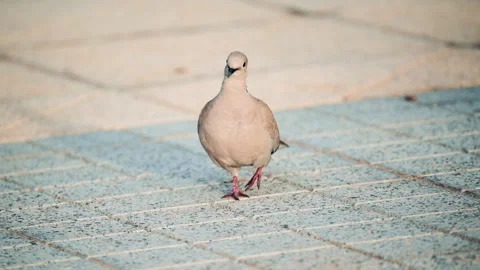 Close up of a Eurasian collared dove walking across sunlit pavement Stock Footage 320768099