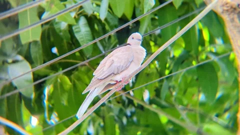 Close Up of Eurasian collared Dove on Wire in Nature Stock Footage 294544921