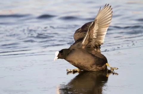 Close up of Eurasian Coot falling on ice Stock Photos