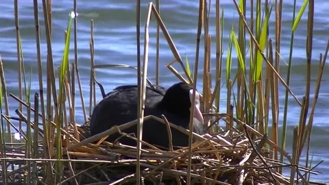 Close up of a eurasian coot nest Stock Footage 134334451