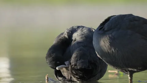 Close Up Eurasian Coot Preening Its Feathers With Beak Stock-Footage 342124786