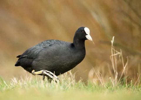 Close up of  Eurasian Coot walking in the grass Stock Photos
