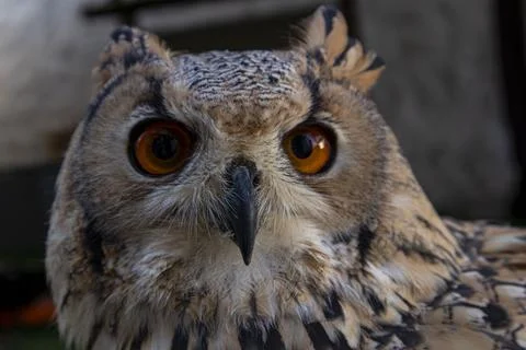 Close up of a Eurasian eagle owl with bright orange eyes staring directly f.. Stock-Fotos